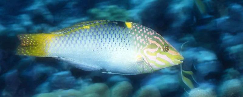 鱼的生殖方式和受精方式，鱼是体内受精还是体外受精