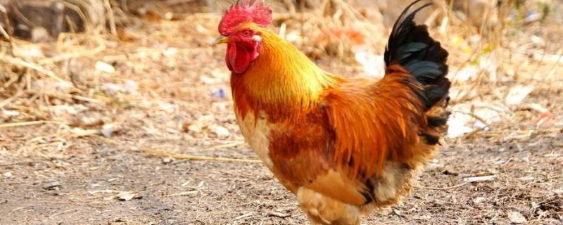 公鸡特征，公鸡的鸡冠能吃吗 母鸡的鸡冠像公鸡能吃吗