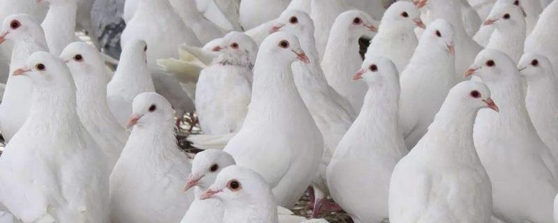 肉鸽养殖过程中需要人工配对的原因，肉鸽哪个品种好