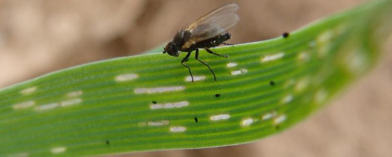 潜叶蝇的防治窍门，潜叶蝇危害症状 潜叶蝇的治疗方法