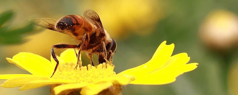 蜜蜂种类，蜜蜂蜇了如何处理 蜜蜂蛰了咋整