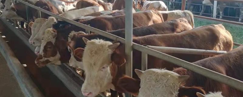 牛怎么喂才能肥得快，有哪些小技巧 牛怎么喂才能肥得快,有哪些小技巧视频