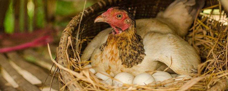 鸡生软壳蛋土法治疗，是什么原因引起的