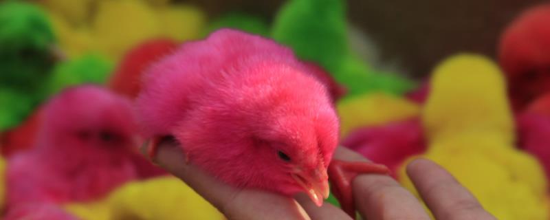 彩色的小鸡能活多久，是怎么做的 彩色的小鸡会不会毒死呢?