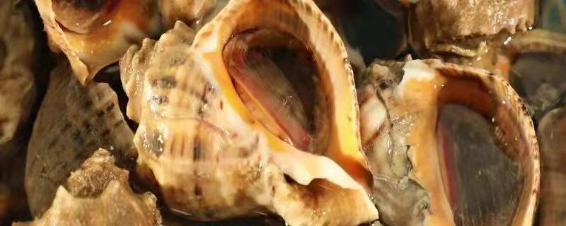 海螺怎么养，海螺是贝壳的一种吗