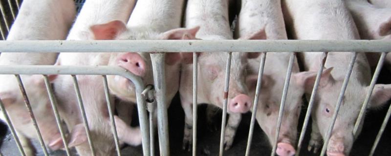 一头猪到出栏需要多少饲料，附猪饲料的配方