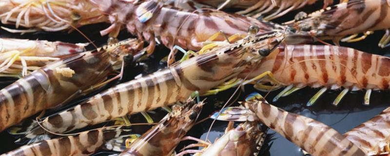 九节虾能不能淡水养殖，是河虾还是海虾