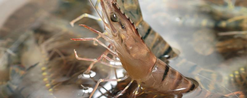 草虾养殖技术，对水质有哪些要求 草虾养殖技术,对水质有哪些要求和要求