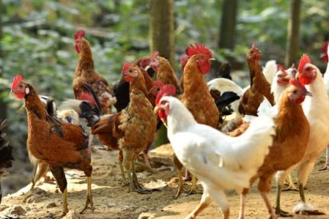 鸡的常见病与治疗方法