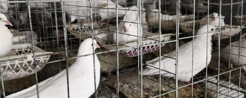 鸽子的饲养方法及管理 怎样饲养鸽子基础知识