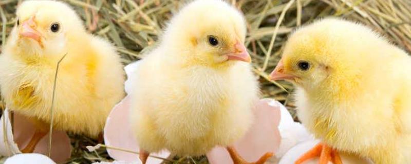 小鸡不能吃什么，怎么养成活率高 小鸡不能吃什么?吃什么会生病?