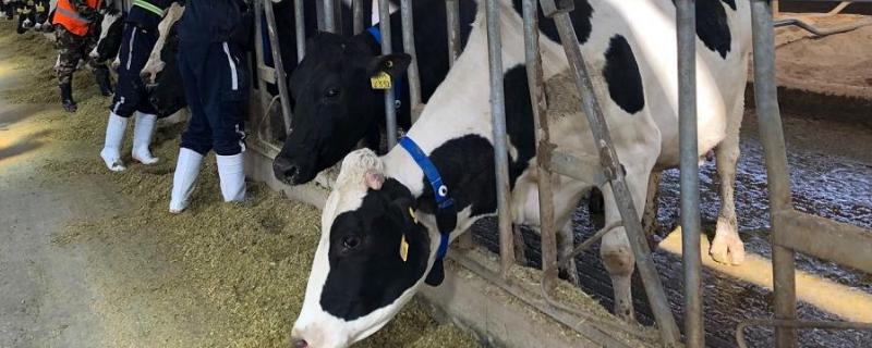 奶牛的保健措施，奶牛会一直有奶吗（奶牛会不会一直产奶）