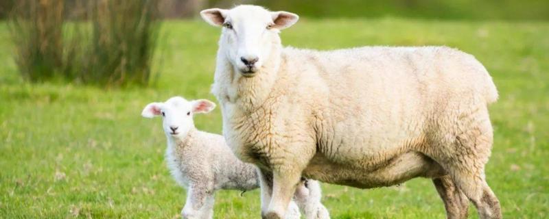 母羊下羔后如何喂料，羊一胎几只（母羊下羔后多长时间下奶）