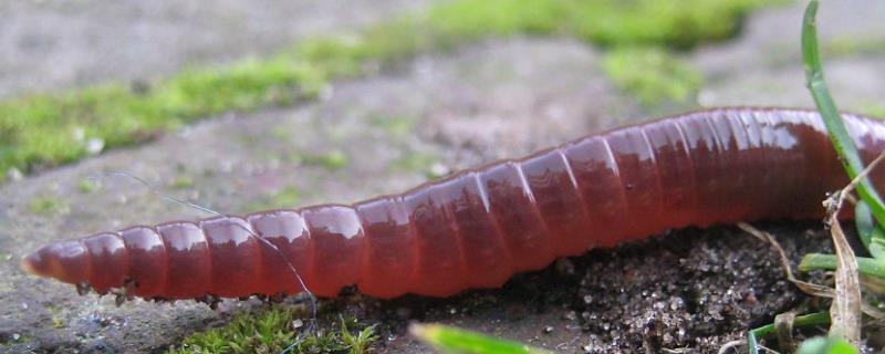 红虫是蚯蚓吗，蚯蚓断了为什么还能活