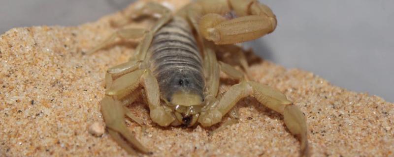 人工养的蝎子吃啥东西，一次喂多少（人工养的蝎子吃啥东西,一次喂多少只）