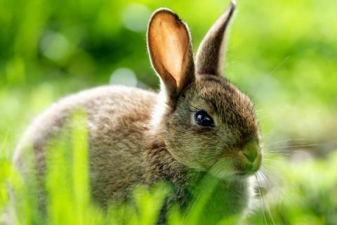 野兔养殖方法与技术