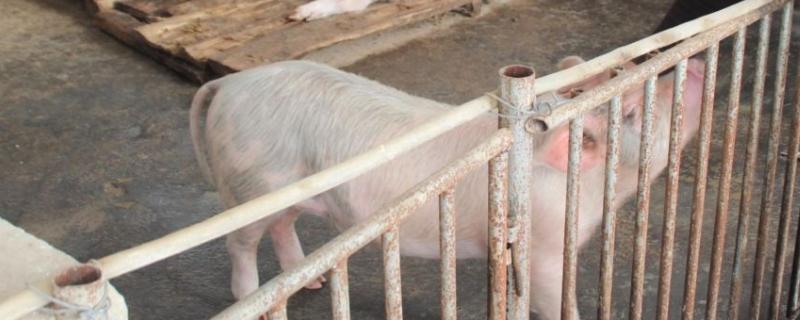 怎样判断猪是否得了蓝耳病，附发病原因和治疗方法