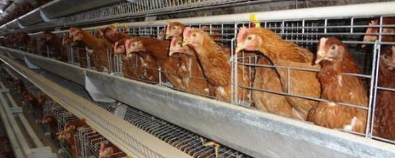 养鸡的鸡笼有几种，鸡笼消毒方法（鸡笼子用什么消毒好）