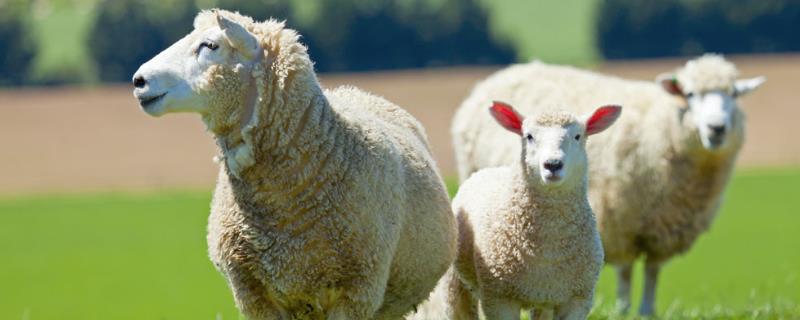 新手养羊需要什么经验，圈养羊喂什么草料