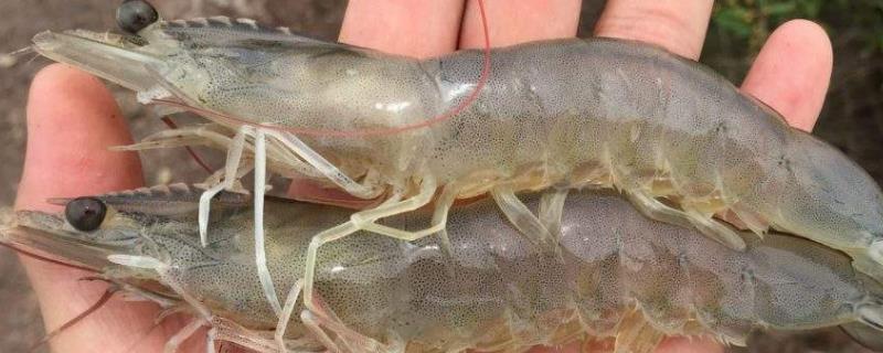 虾塘纤毛虫怎么根治，附病症和原因 虾塘纤毛虫用什么药