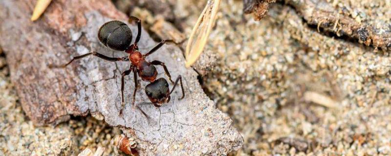 红火蚁的繁殖季节，红火蚁咬人吗（红火蚁繁殖季节是春季还是秋季）