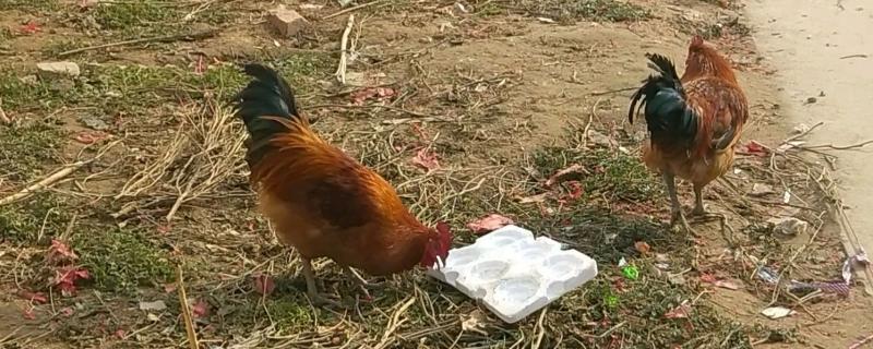 鸡啄食泡沫箱有危害吗，会不会中毒