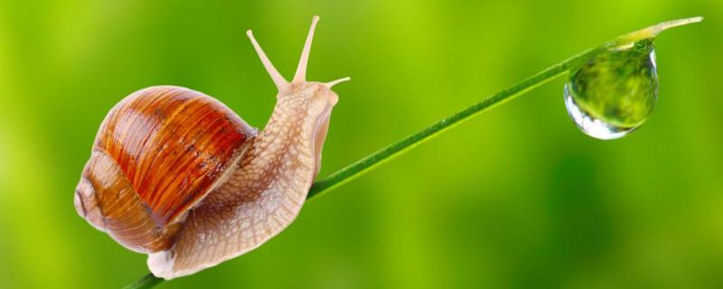 蜗牛怎么消灭，蜗牛是益虫还是害虫（蜗牛怎么消灭,蜗牛是益虫还是害虫呢）