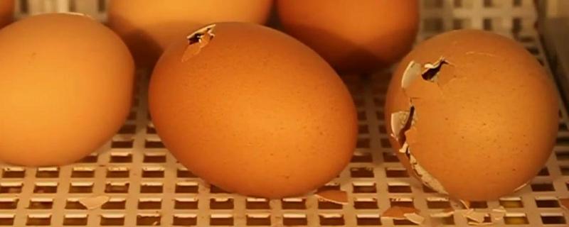 孵化器孵化小鸡的技术，孵化小鸡需要什么条件