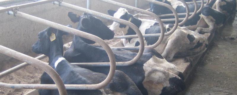 牛定位栏杆的尺寸，拴牛脖子绳子的系法