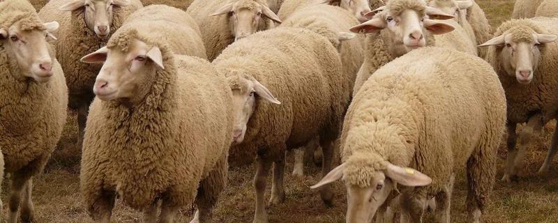 绵羊的性格特点，绵羊需要剃毛吗 绵羊的毛必须剪吗