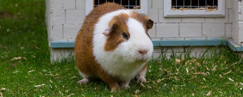 荷兰猪寿命是几年，荷兰猪是老鼠吗（荷兰猪寿命是几年,荷兰猪是老鼠吗图片）
