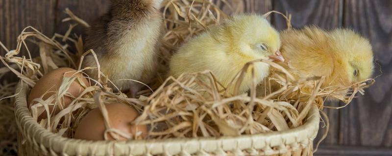 小鸡孵化过程，小鸡孵化出来多久喂食
