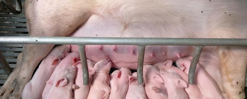 母猪几天不拉粪便是什么问题，如何治疗