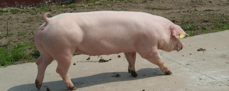 猪在什么时代就已经被广泛养殖，附猪的特征