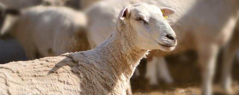 养羊最常见的三种病，分别如何防治 养羊疾病小妙招