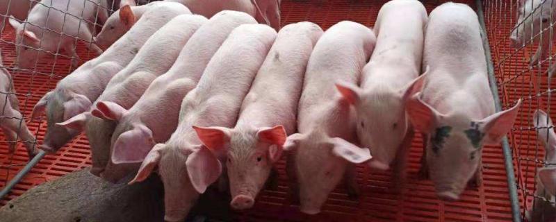 猪吃猪粪怎么治疗，是什么原因引起的