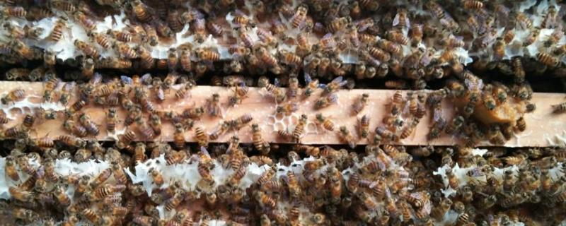 小蜂螨的最佳治疗方法，小蜂螨危害是什么症状