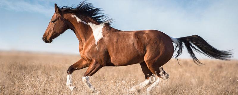马的种类及图片和介绍 马的种类及图片和介绍新