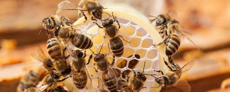 蜜蜂分类，被蜜蜂蜇了怎么处理 蜜蜂分类,被蜜蜂蜇了怎么处理