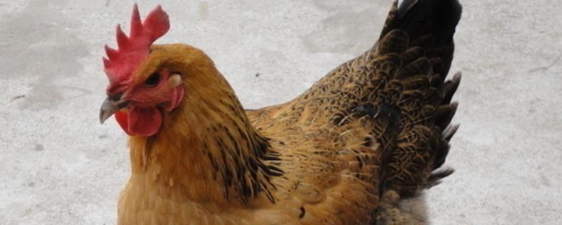 鸡一般养多久可以下蛋，产蛋周期是多少天