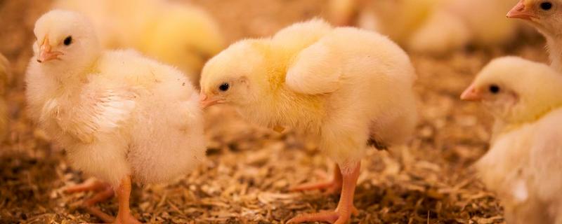 小鸡感冒用什么药，附症状 治疗小鸡感冒的特效药是什么