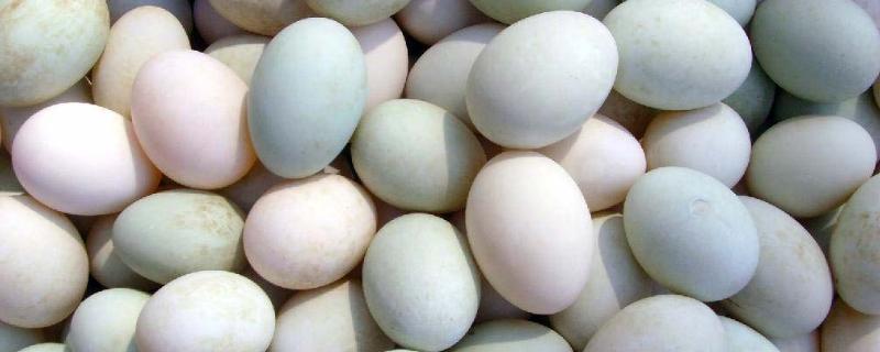 鸭蛋孵化教程，鸭蛋孵化温度是多少（鸭蛋孵化教程,鸭蛋孵化温度是多少）