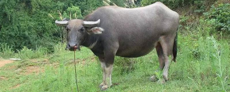 农村水牛一般能长多重，水牛和黄牛的区别