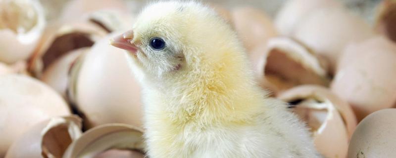 小鸡孵化的温度是多少，湿度高对小鸡有影响吗