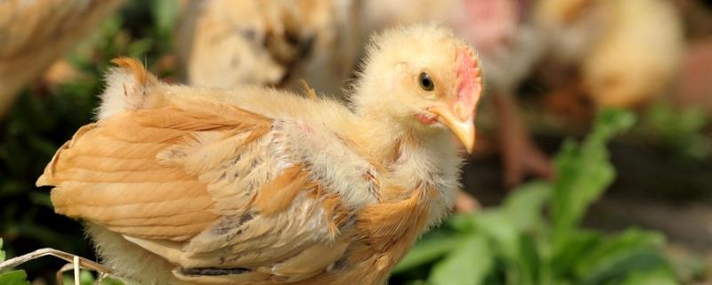 小鸡怕热吗，什么时候预防球虫 小鸡怕热吗,什么时候预防球虫病毒