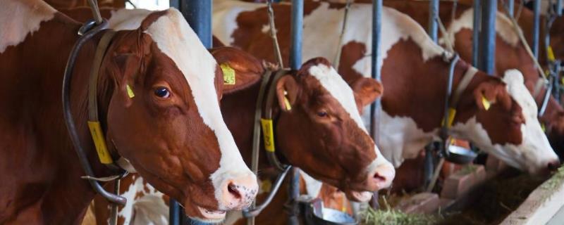 繁殖母牛的饲养与管理，繁殖母牛可以圈养吗