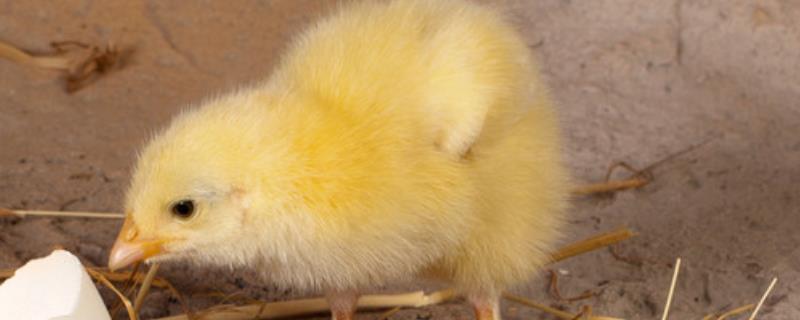 小鸡的外形和生活特征，小鸡是怎么孵化而来的