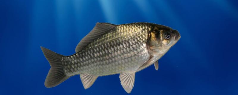 鱼类催产剂及用量 鱼类常用催产剂