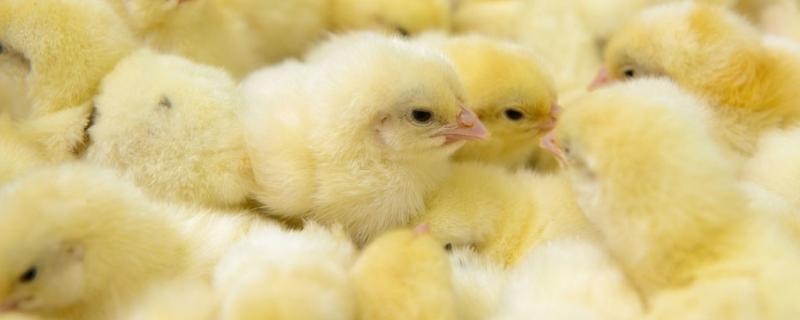 小鸡孵出来还可以留在孵化器里面吗，孵化器的温度和湿度
