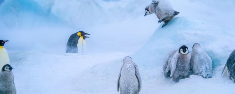 帝企鹅最高多高，能潜水多久